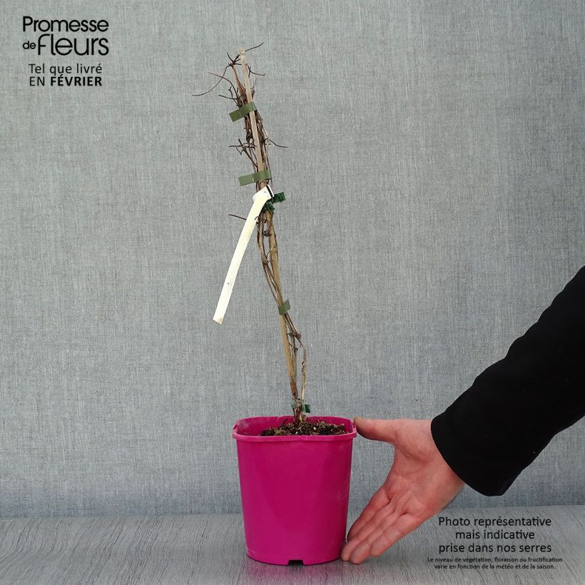 Spécimen de Clématite - Clematis Patricia Ann Fretwell  Pot de 1,5L/2L tel que livré en hiver