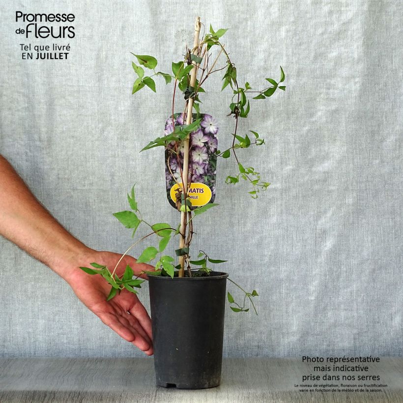 Spécimen de Clématite -Clematis Pernille Pot de 2L/3L tel que livré en été