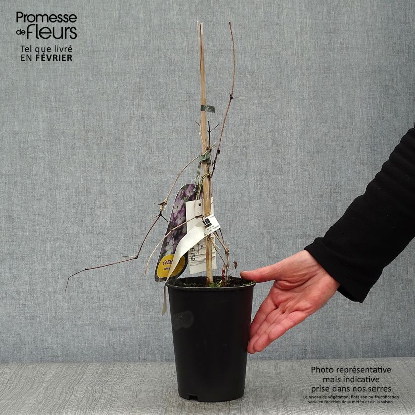 Spécimen de Clématite -Clematis Pernille Pot de 2L/3L tel que livré en hiver