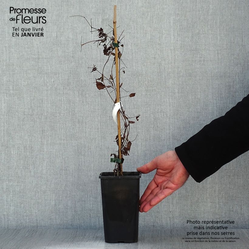 Spécimen de Clématite - Clematis Picardy Pot de 1,5L/2L tel que livré en hiver
