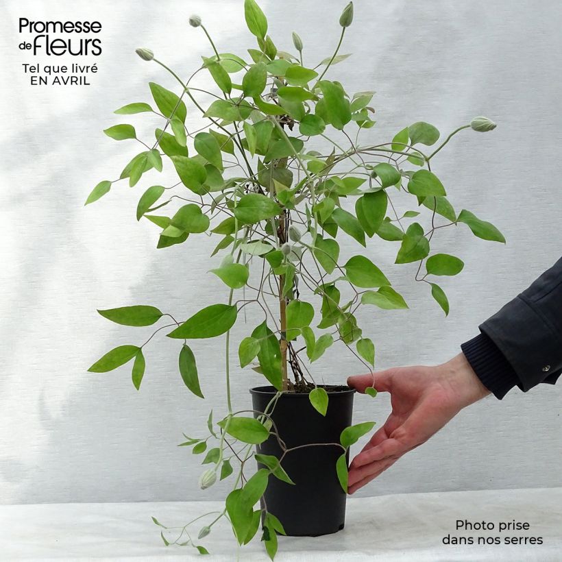 Spécimen de Clématite - Clematis Picotee Pot de 2L/3L tel que livré au printemps