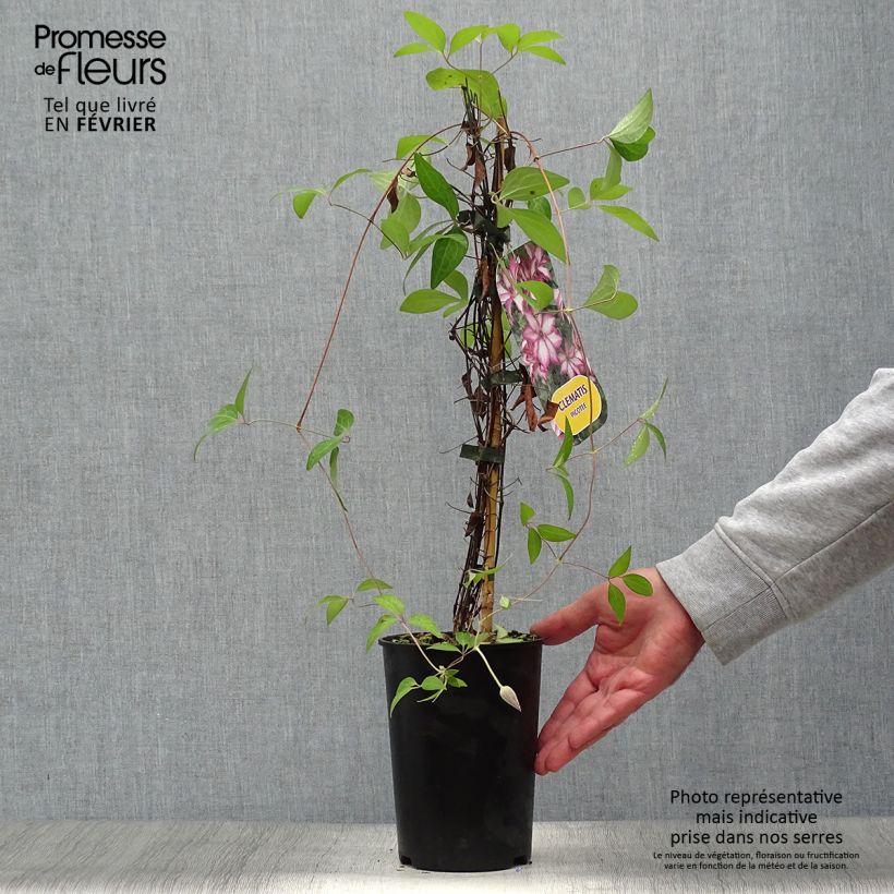 Spécimen de Clématite - Clematis Picotee Pot de 2L/3L tel que livré en automne