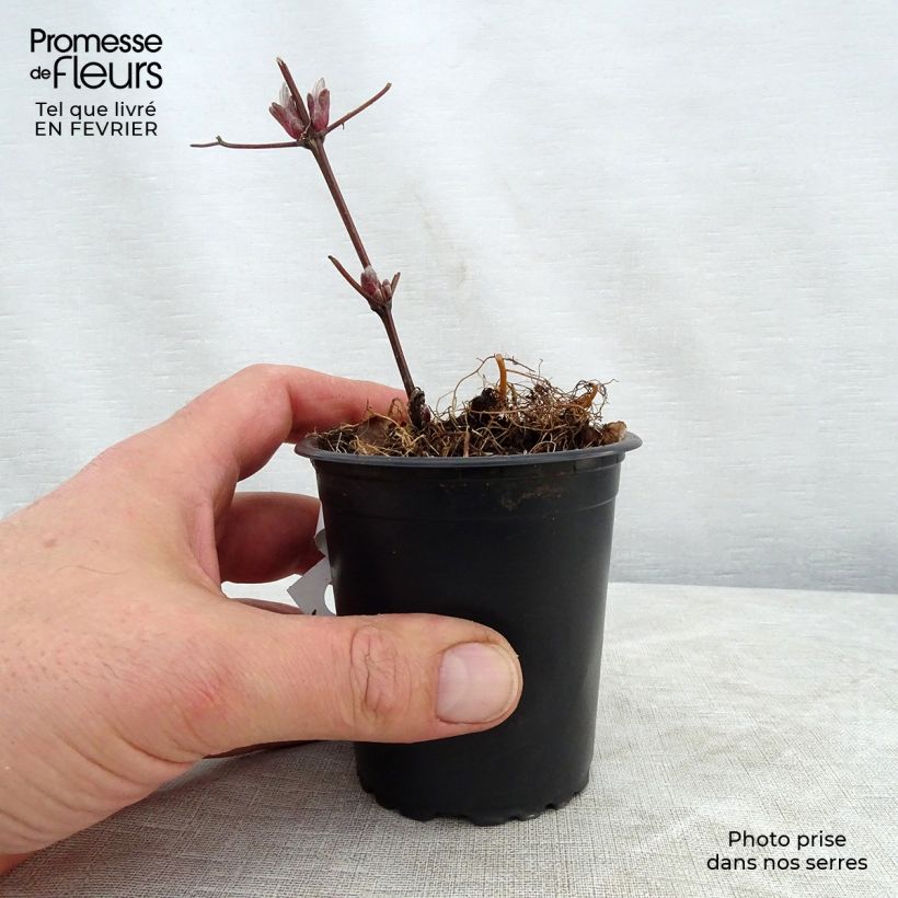 Spécimen de Clématite - Clematis Piilu Godet de 8/9 cm tel que livré en hiver