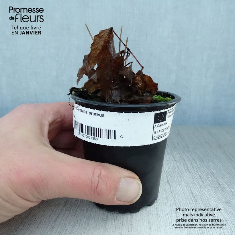 Spécimen de Clématite - Clematis Proteus Godet de 8/9 cm tel que livré en hiver