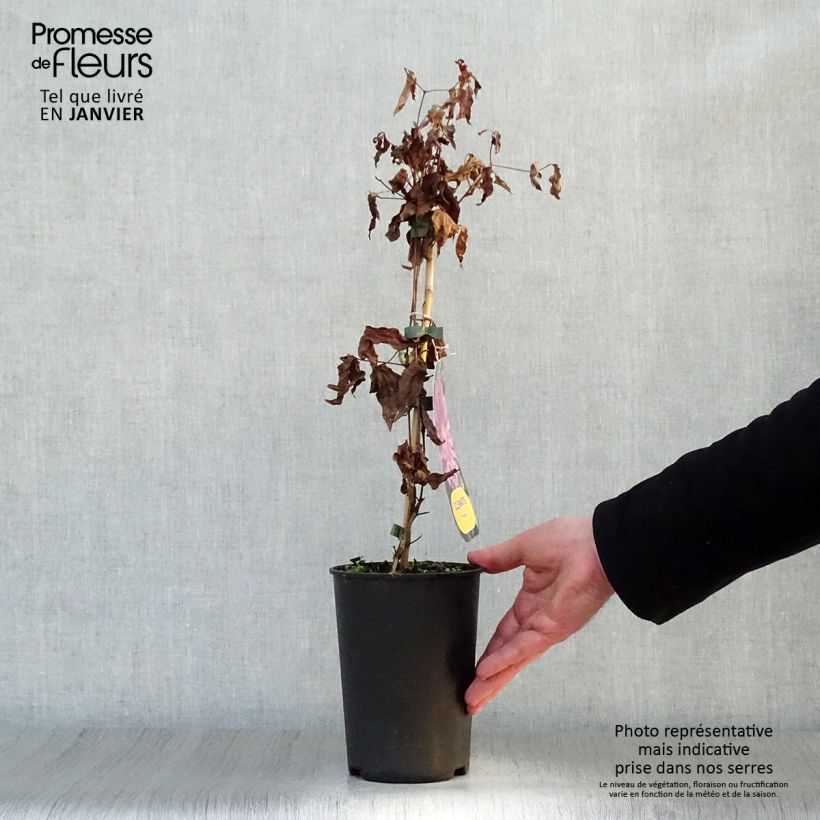 Spécimen de Clématite - Clematis Proteus Pot de 2L/3L tel que livré en hiver
