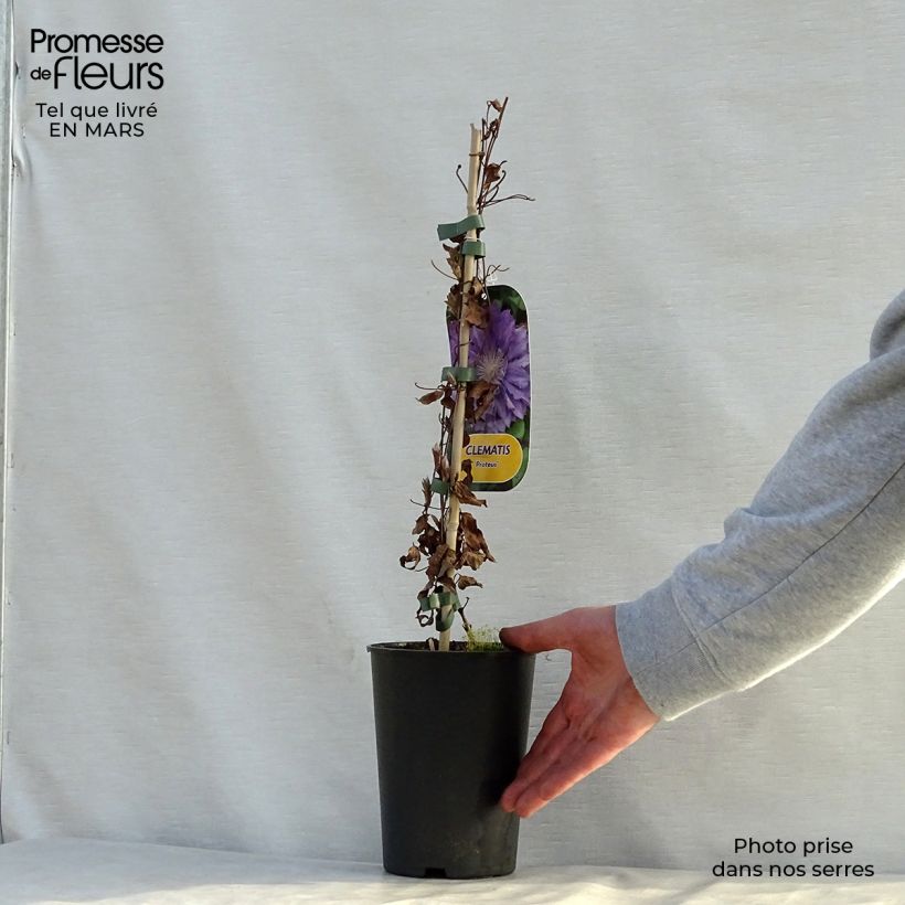 Clematis Proteus Maceta 2L/3L Ejemplar entregado en la primavera