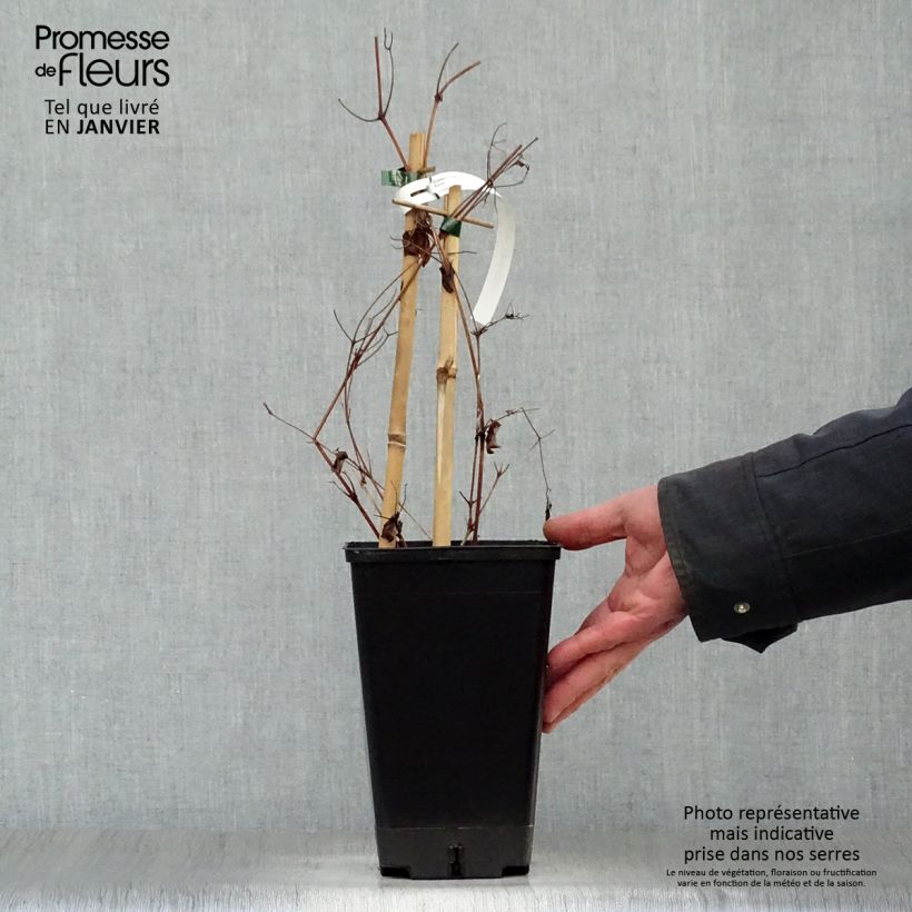 Spécimen de Clematite - Clematis Rebecca Pot de 2L/3L tel que livré en hiver