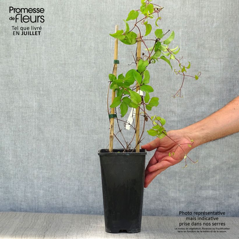 Spécimen de Clematite - Clematis Rebecca Pot de 2L/3L tel que livré en été