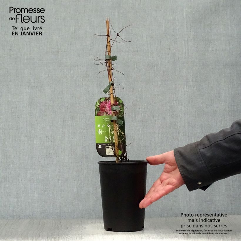 Spécimen de Clématite - Clematis Red Star Pot de 1,5L/2L tel que livré en hiver