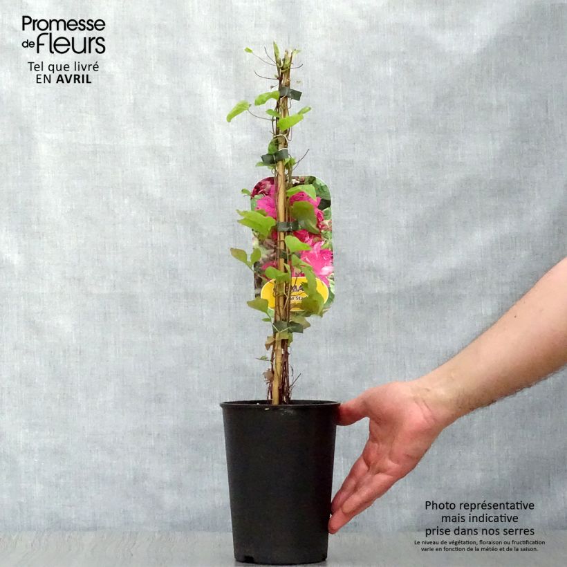 Spécimen de Clématite - Clematis Red Star Pot de 1,5L/2L tel que livré au printemps