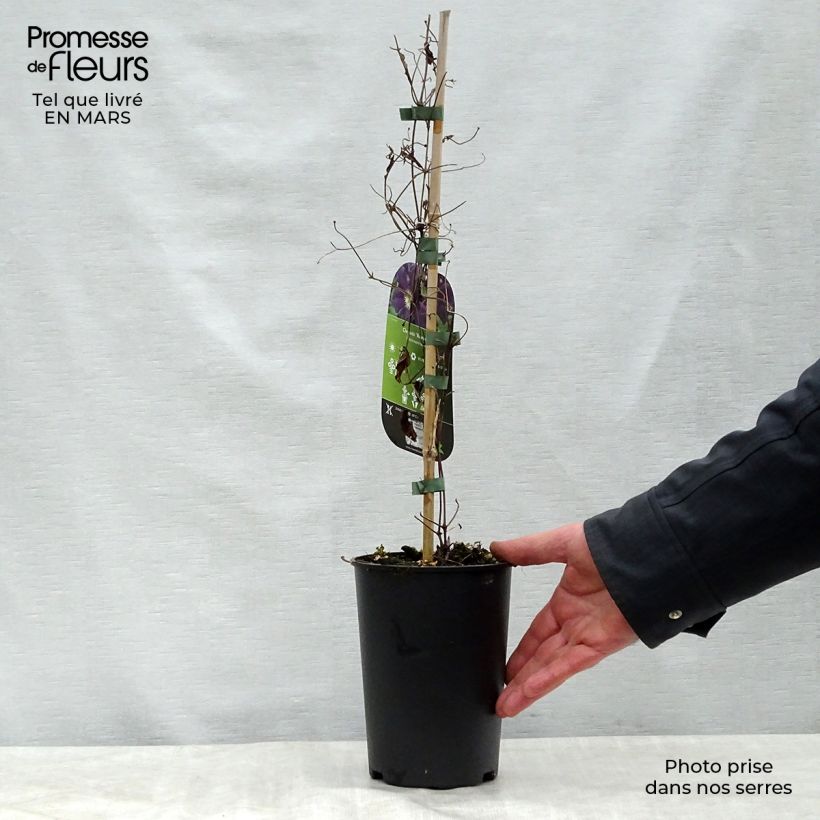 Spécimen de Clématite - Clematis Romantika Pot de 2L/3L tel que livré au printemps