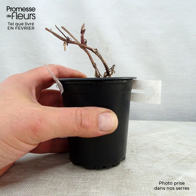 Spécimen de Clématite - Clematis Rouge Cardinal  Godet de 8/9 cm tel que livré en hiver