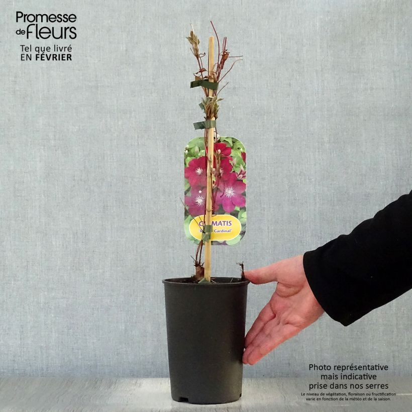 Spécimen de Clématite - Clematis Rouge Cardinal  Pot de 2L/3L tel que livré en hiver