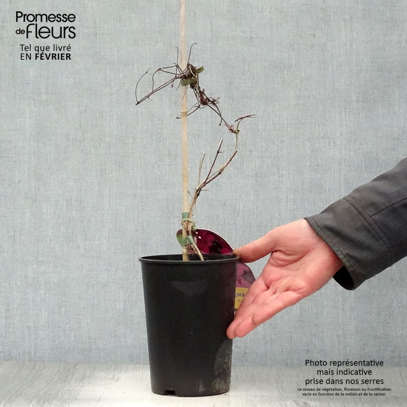 Spécimen de Clématite - Clematis Ruutel Pot de 2L/3L tel que livré en hiver