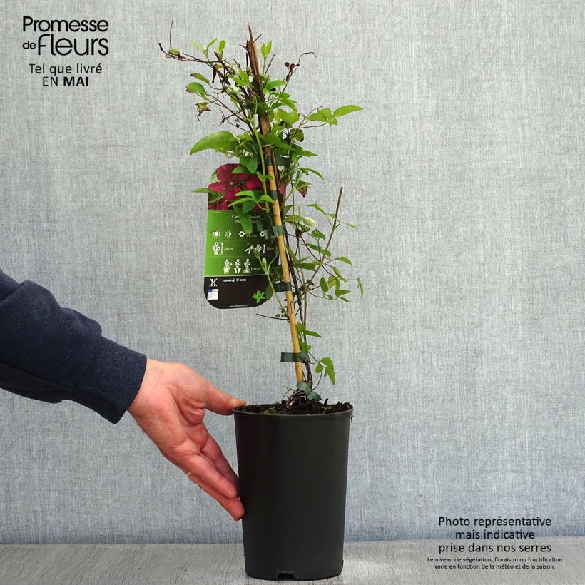 Amostra de Clematis Ruutel Vaso de 2 L/3 L tal como entregue na primavera