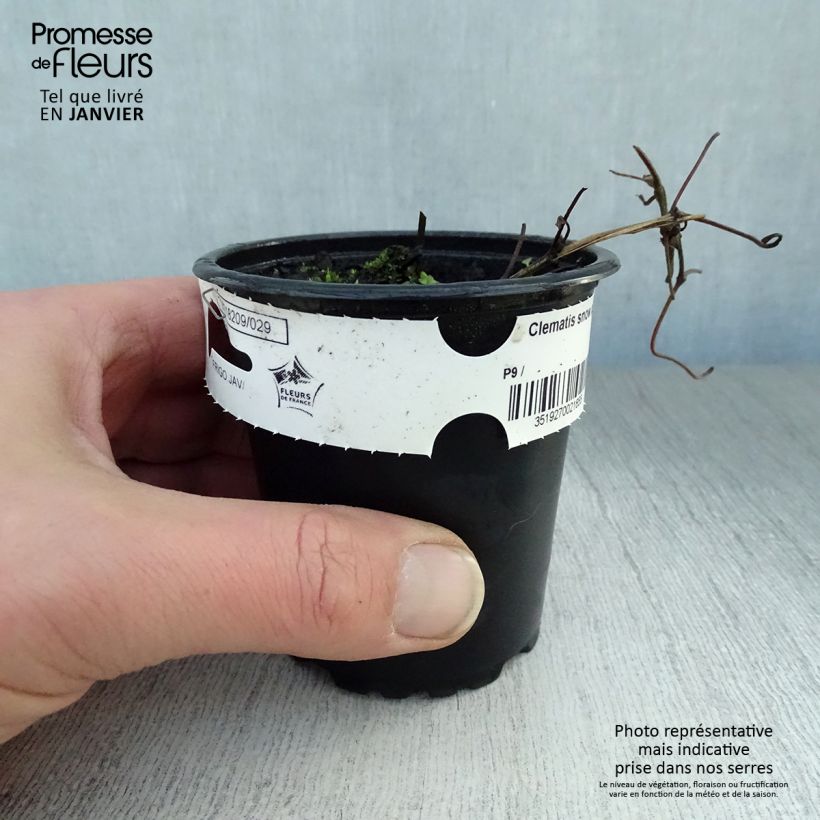 Spécimen de Clématite - Clematis Snow Queen Godet de 8/9 cm tel que livré en hiver