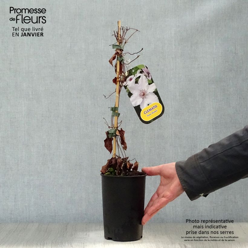 Spécimen de Clématite - Clematis Snow Queen Pot de 2L/3L tel que livré en hiver