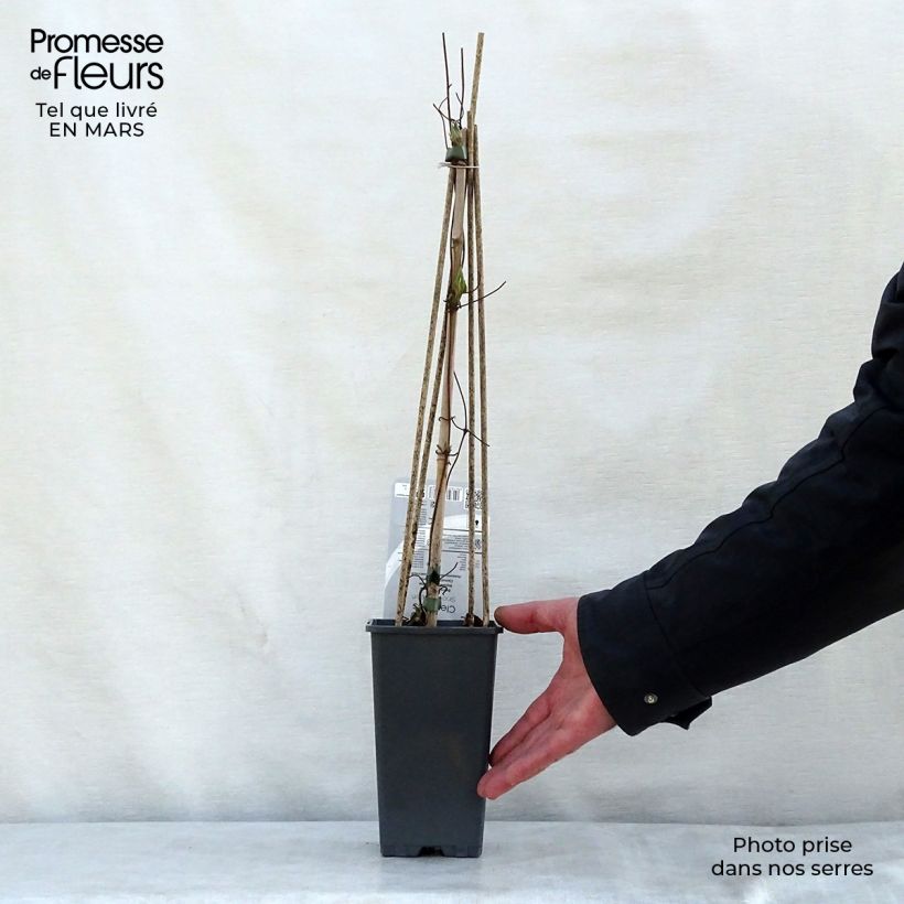 Spécimen de Clématite - Clematis Snow Queen Pot de 2L/3L tel que livré au printemps