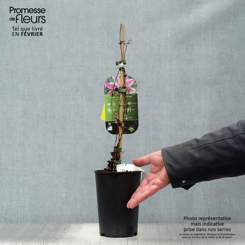 Spécimen de Clématite - Clematis Souvenir du Capitaine Thuilleaux Pot de 2L/3L tel que livré en hiver