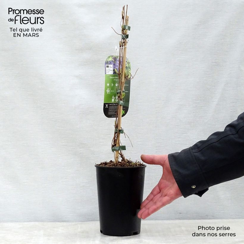 Spécimen de Clématite - Clematis Spiky Pot de 2L/3L tel que livré au printemps