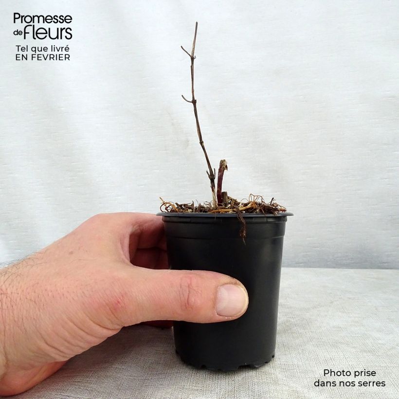 Spécimen de Clématite - Clematis Star of India Godet de 8/9 cm tel que livré en hiver