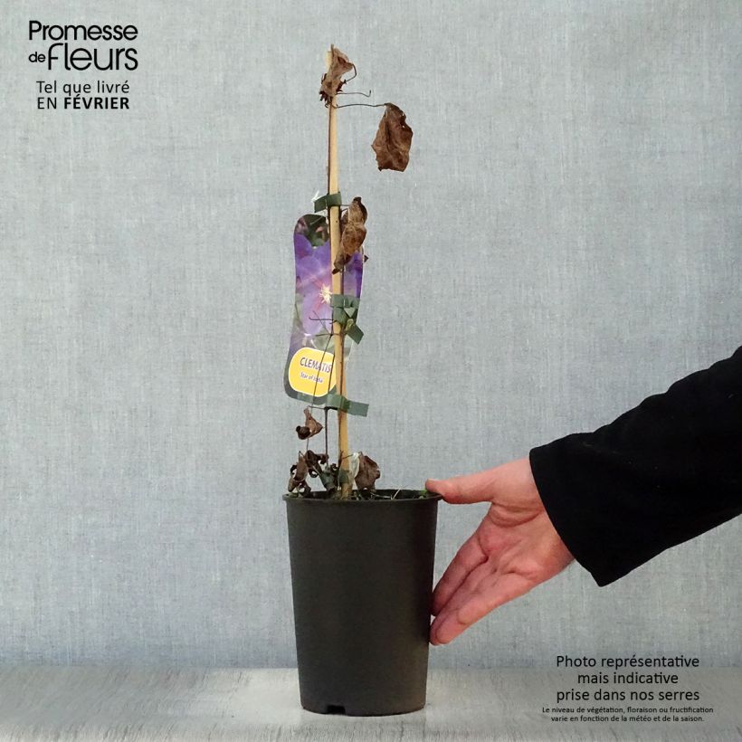Spécimen de Clématite - Clematis Star of India Pot de 2L/3L tel que livré en hiver