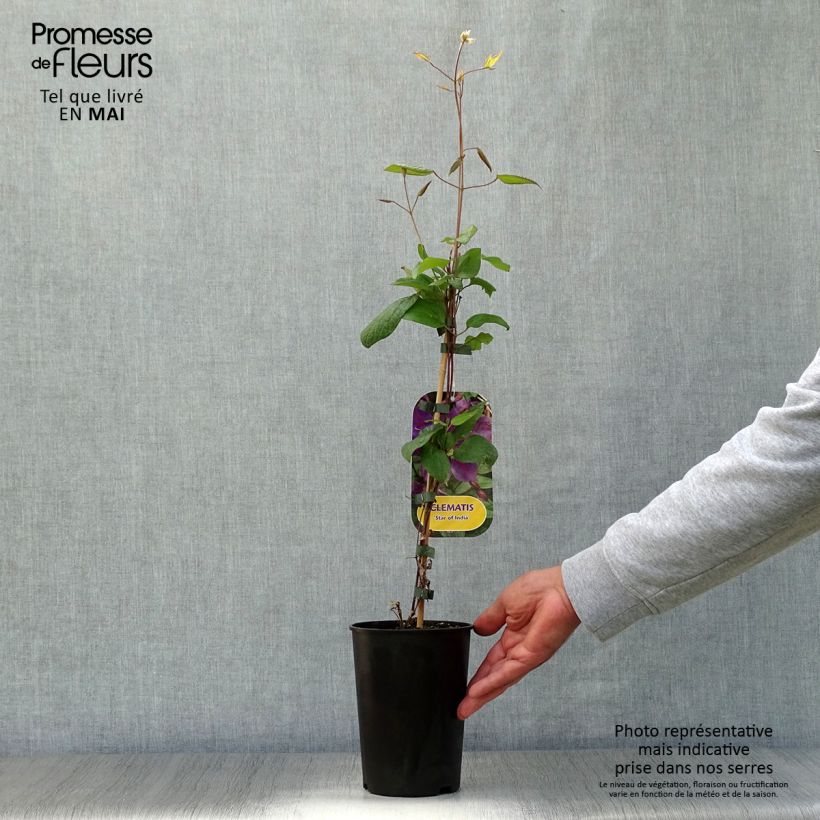 Spécimen de Clématite - Clematis Star of India Pot de 2L/3L tel que livré au printemps