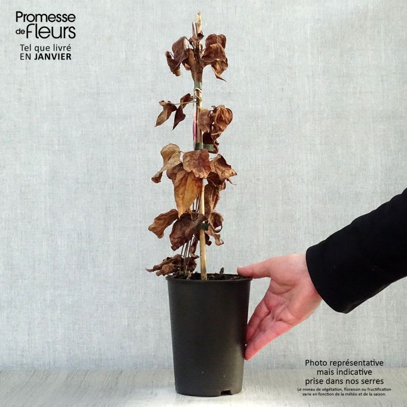Spécimen de Clématite - Clematis Star of Pakistan Pot de 2L/3L tel que livré en hiver