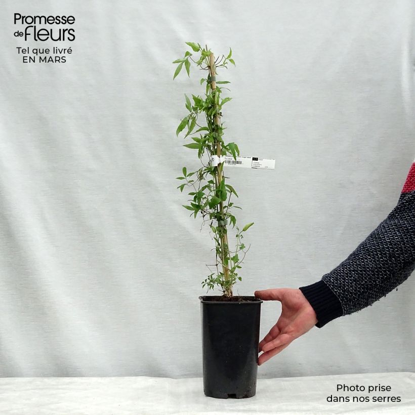 Spécimen de Clématite - Clematis Sugar Sweet (Scented Clem) Pot de 2L/3L tel que livré en hiver