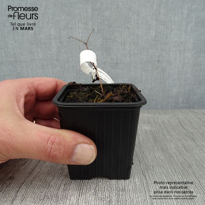 Spécimen de Clématite - Clematis Sunset Godet de 8/9 cm tel que livré en hiver