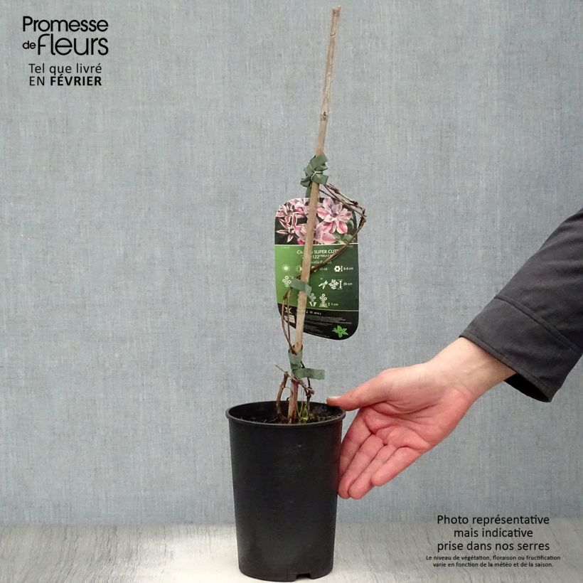 Spécimen de Clématite - Clematis Super Cute Pot de 2L/3L tel que livré en hiver