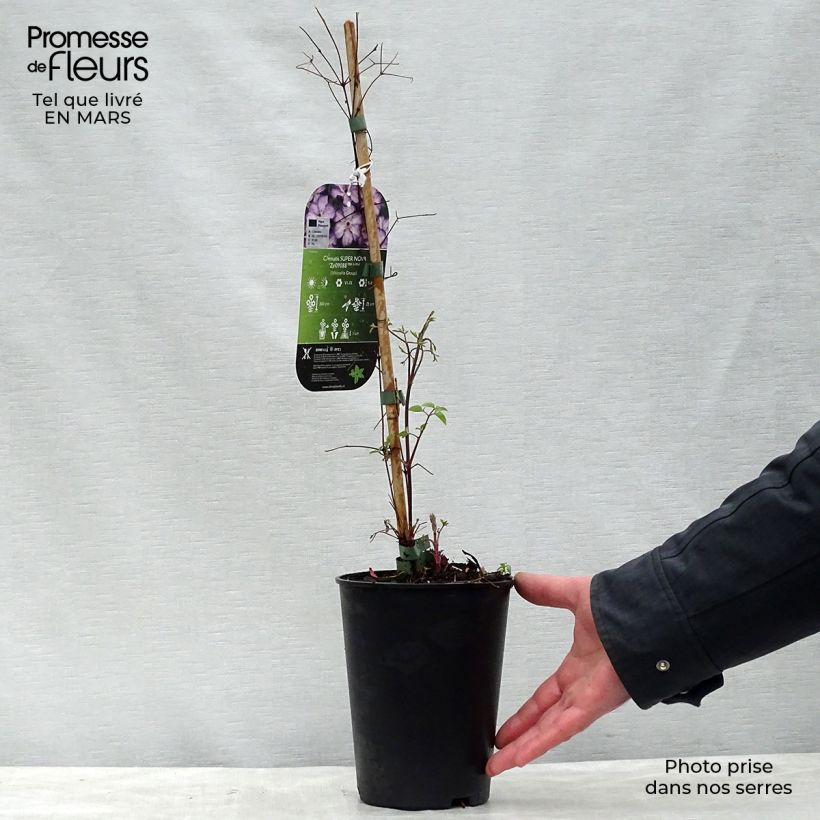 Spécimen de Clématite - Clematis Super Nova   Pot de 2L/3L tel que livré au printemps