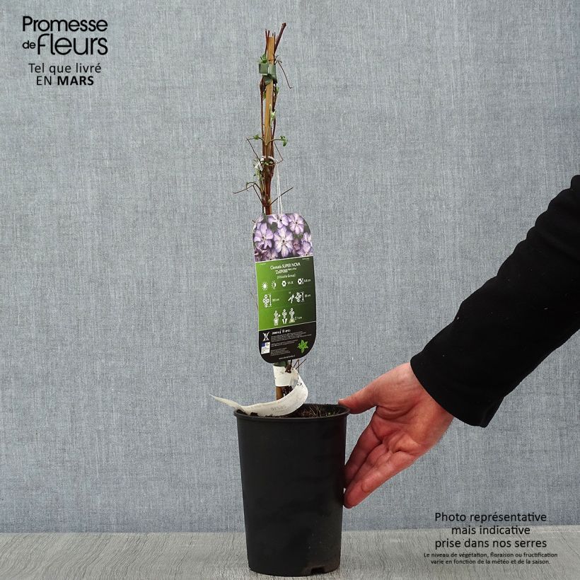 Spécimen de Clématite - Clematis Super Nova   Pot de 2L/3L tel que livré en hiver