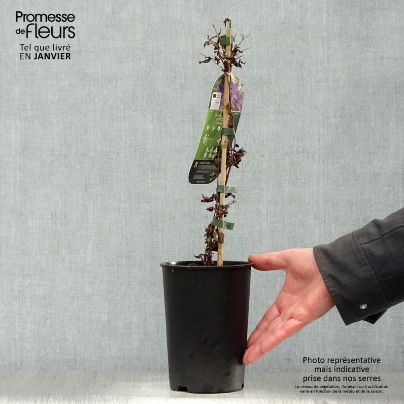 Spécimen de Clématite - Clematis Supernight Pot de 2L/3L tel que livré en hiver