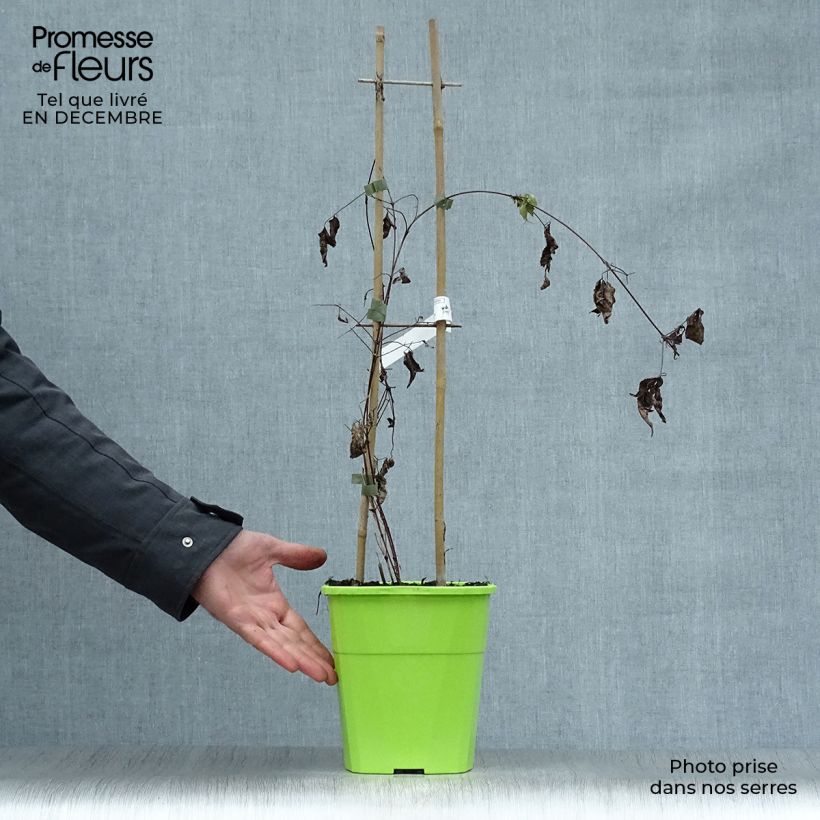 Spécimen de Clématite - Clematis Taiga  Pot de 3L/4L tel que livré en hiver