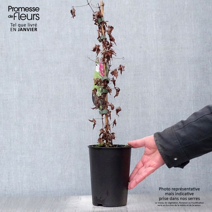 Spécimen de Clématite - Clematis Temptation Pot de 2L/3L tel que livré en hiver