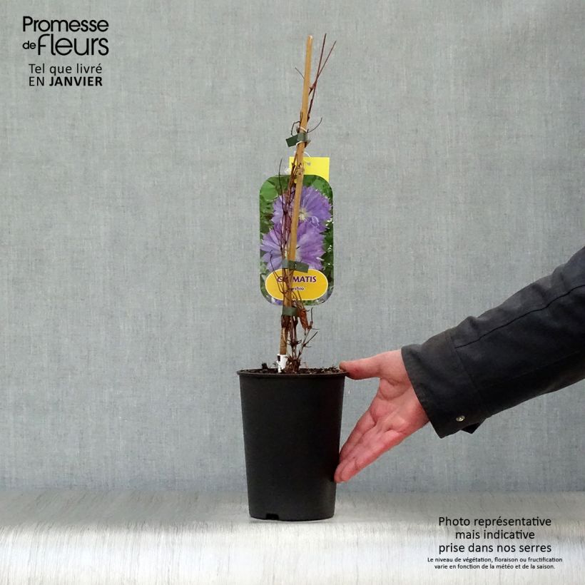 Spécimen de Clématite - Clematis Teshio Pot de 2L/3L tel que livré en hiver