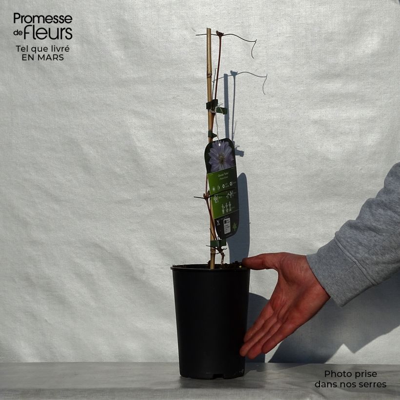 Clematis Teshio - Clematide Vaso da 2L/3L esemplare consegnato in primavera