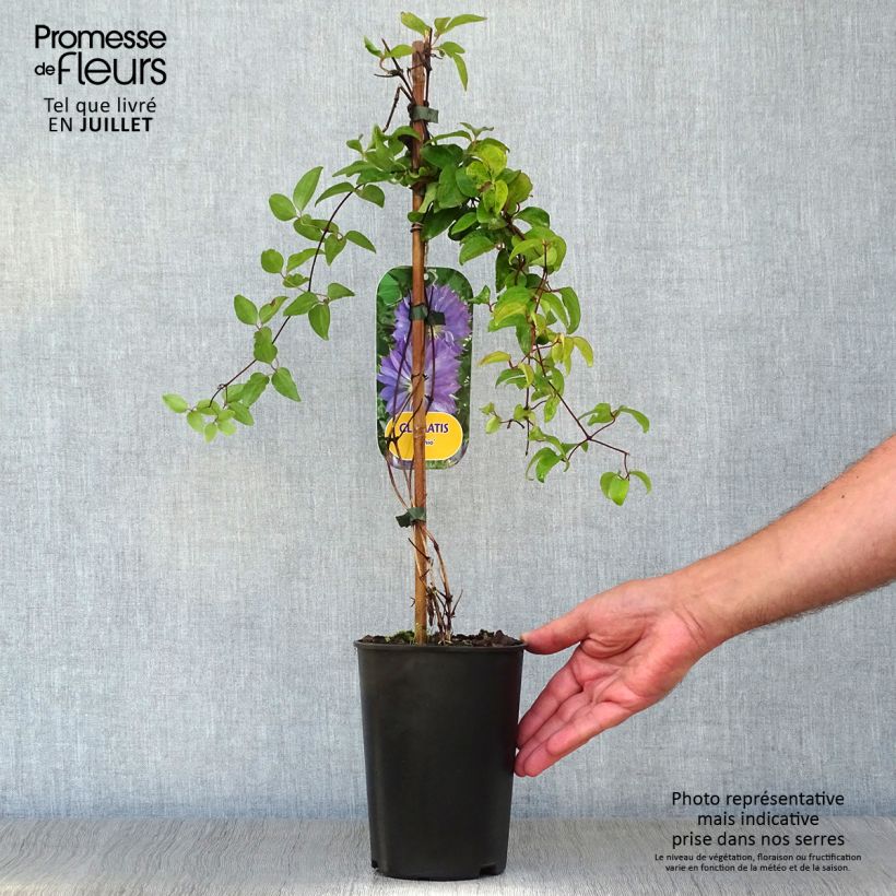Spécimen de Clématite - Clematis Teshio Pot de 2L/3L tel que livré en été
