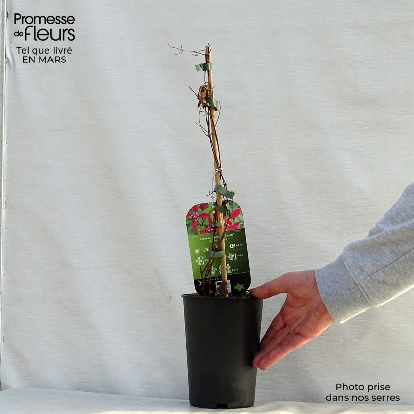 Amostra de Clematis texensis Gravetye Beauty Vaso de 2 L/3 L tal como entregue na primavera