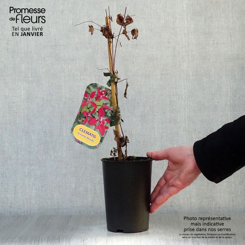 Spécimen de Clématite - Clematis Texensis Gravetye Beauty Pot de 2L/3L tel que livré en hiver