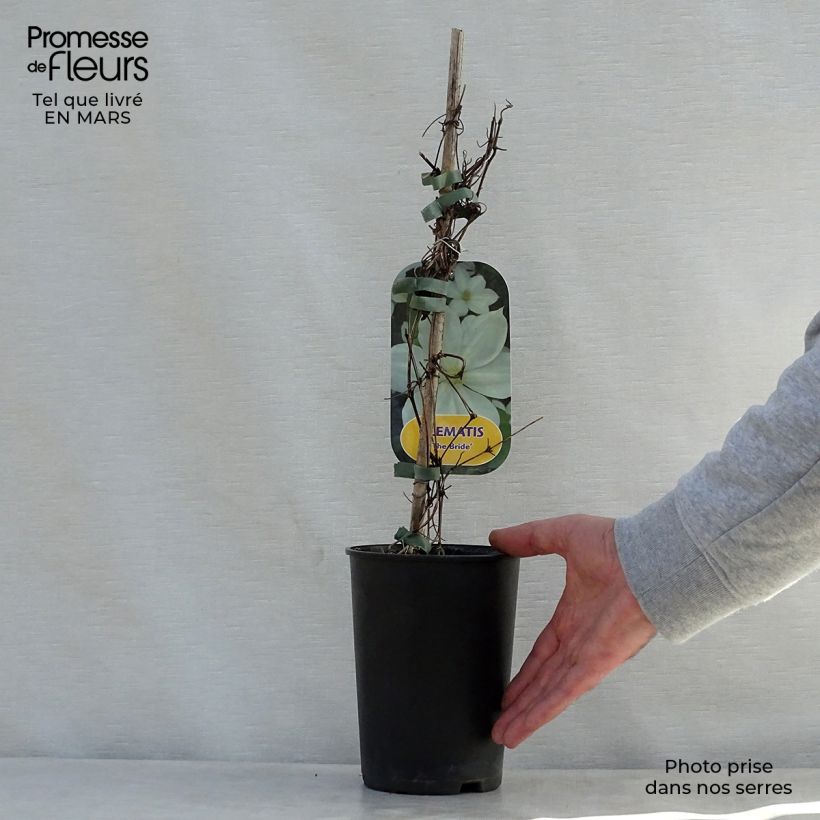 Spécimen de Clématite - Clematis The Bride Pot de 2L/3L tel que livré au printemps