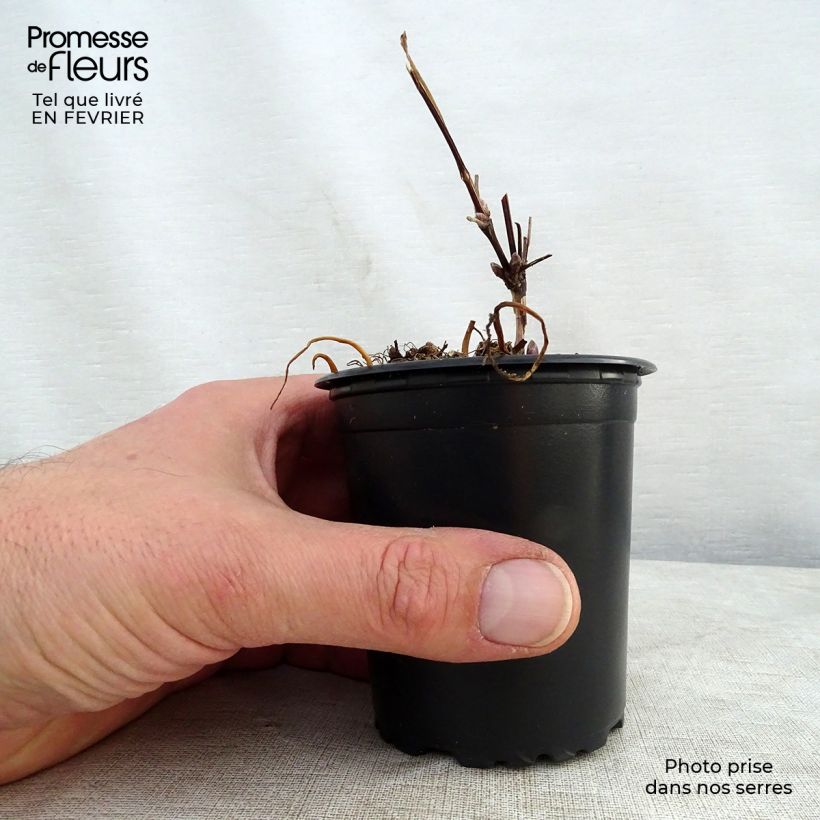 Spécimen de Clématite - Clematis The President Godet de 8/9 cm tel que livré en hiver