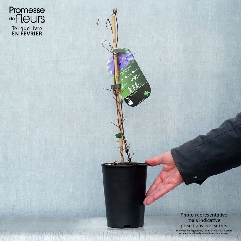Spécimen de Clématite - Clematis The President Pot de 2L/3L tel que livré en hiver