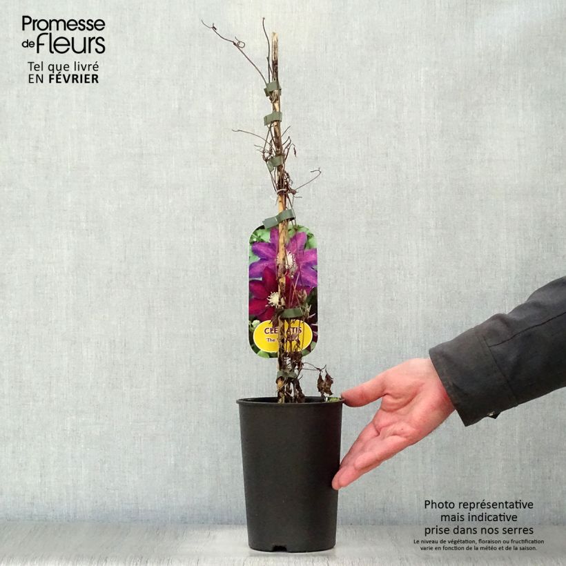 Spécimen de Clématite - Clematis The Vagabond Pot de 2L/3L tel que livré en hiver