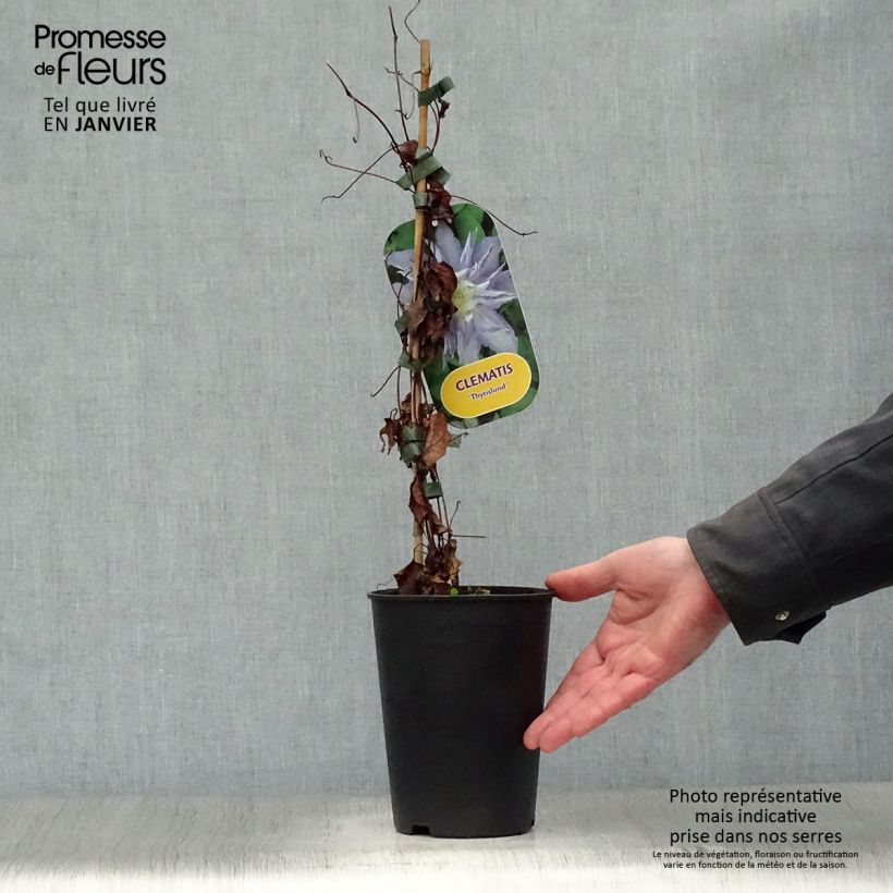 Spécimen de Clématite - Clematis Thyrislund Pot de 1,5L/2L tel que livré en hiver