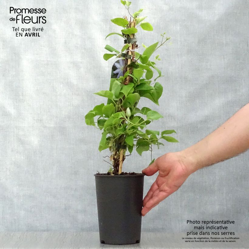Spécimen de Clématite - Clematis Thyrislund Pot de 1,5L/2L tel que livré au printemps