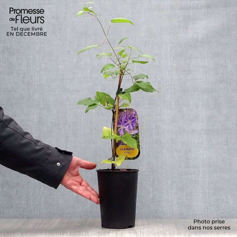 Spécimen de Clématite - Clematis Tie Dye Pot de 2L/3L tel que livré en hiver