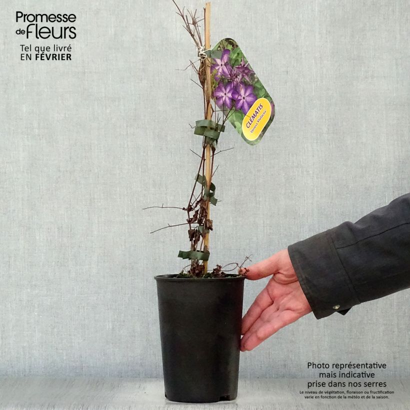 Spécimen de Clématite - Clematis Venosa Violacea Pot de 2L/3L tel que livré en hiver