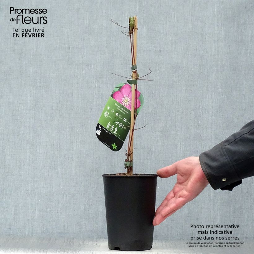 Spécimen de Clématite - Clematis Ville de Lyon  Pot de 1,5L/2L tel que livré en hiver
